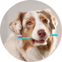 Cuidado dental