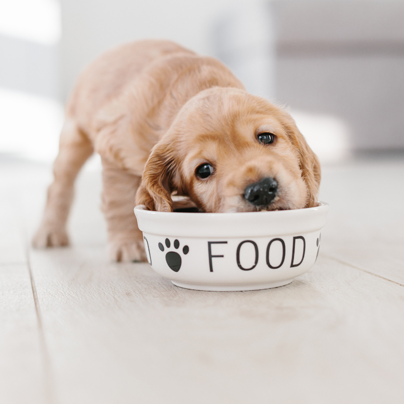 Alimentos y Snacks