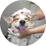 Shampoo y grooming